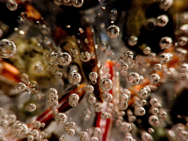 Capsules of Life