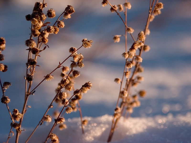 Soft and Icy