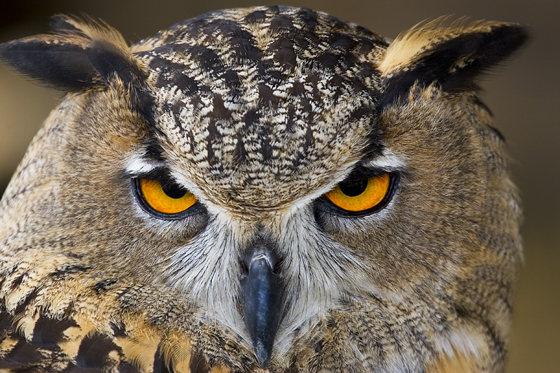 Northern Exposure photo of the day Eagle Owl