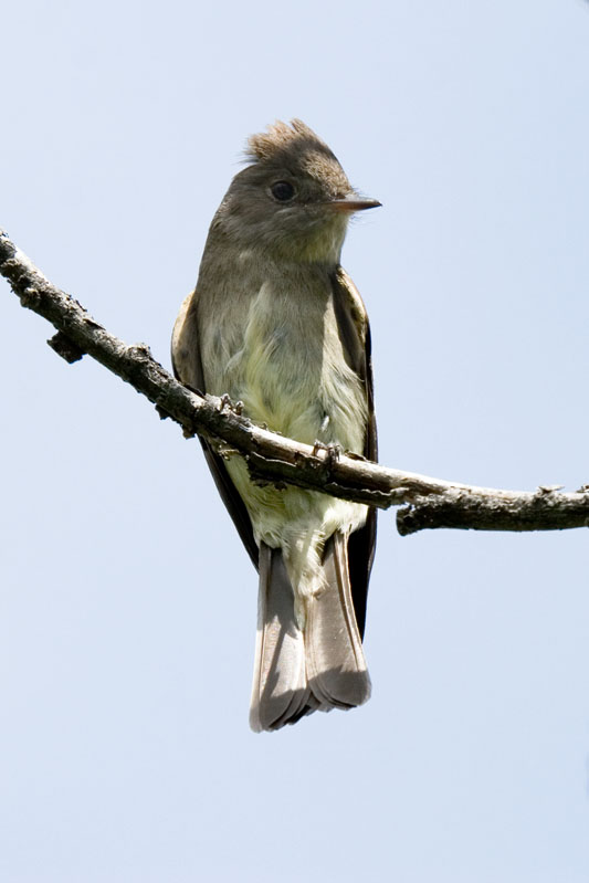 Alder Flycatcher