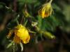 Dainty dewdrops Dainty dewdrops
