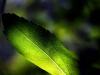 veins of life veins of life