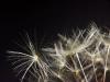 Small and Fuzzy Small and Fuzzy