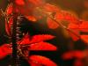 A Red Fire A Red Fire