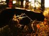 Shadowed Prowler Shadowed Prowler