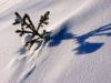Tilting Shadow Tilting Shadow