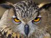 Eagle Owl Eagle Owl