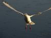 Seagull Seagull
