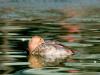 Canvasback Canvasback