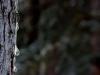 Cold Drops Cold Drops