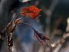 Fall away Fall away