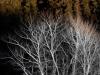 Ghost Trees Ghost Trees
