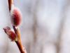 Pussy Willow Pussy Willow