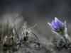 Spring at last Spring at last