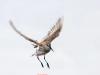 Now, free as a bird Now, free as a bird