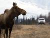 Why did the moose cross the road? Why did the moose cross the road?