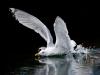Splashdown Splashdown
