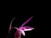 Fairy Slipper Fairy Slipper