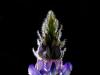 Lupine Lupine