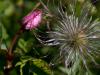 Fuzzy and Pink Fuzzy and Pink