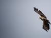 Air Superiority Air Superiority