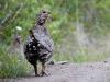 Strut Strut