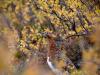 Willow Ptarmigan Willow Ptarmigan