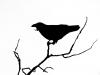 Nevermore Nevermore