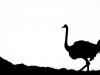 The Black and White Bird The Black and White Bird