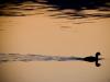 Paddle by Paddle by