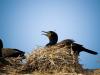 Until they hatch Until they hatch